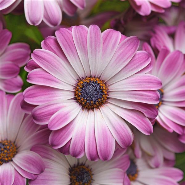 Serenity™ Pink Party Osteospermum - Bloom