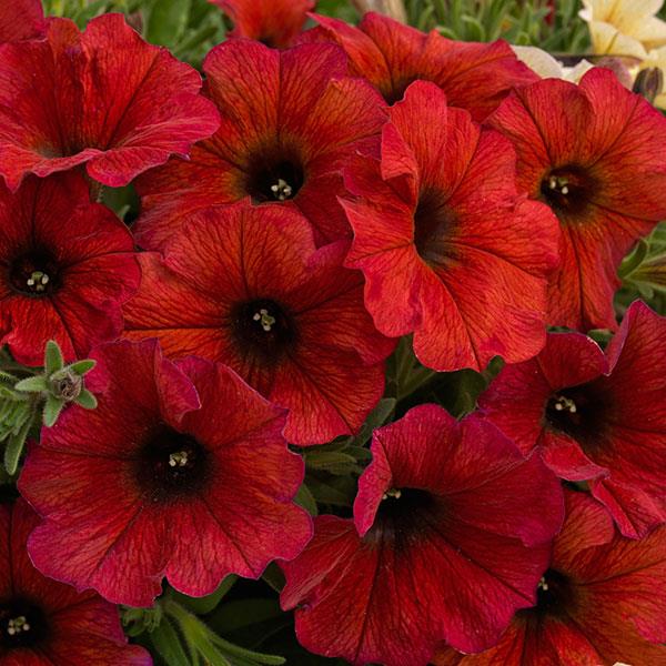 SuperCal® Premium Bordeaux Petchoa - Bloom