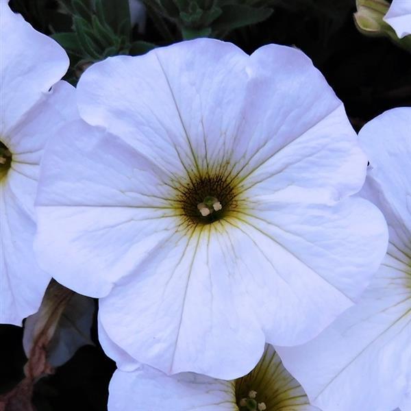 SuperCal® Premium Pearl White Petchoa - Bloom