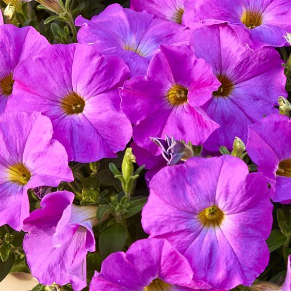 SuperCal® Premium Rose Pink Petchoa - Bloom