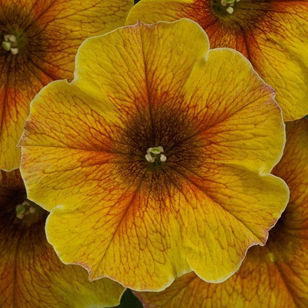 SuperCal® Premium Caramel Yellow Petchoa - Bloom