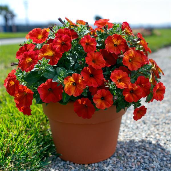 SuperCal® Premium Red Maple Petchoa - Container