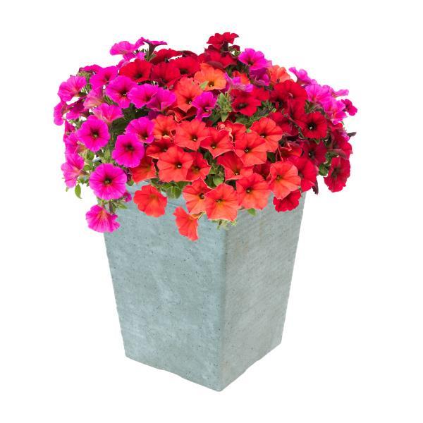 SuperCal® Premium Crimson & Clover Mix Petchoa - Container