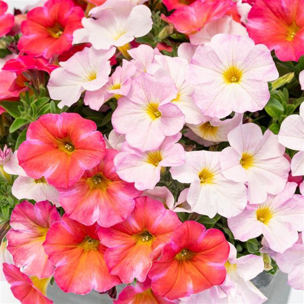 SuperCal® Premium Spice Up Your Life Mix Petchoa - Bloom