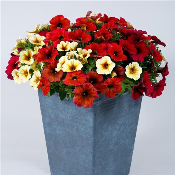 SuperCal® Premium Marrakesh Express Mix Petchoa - Container