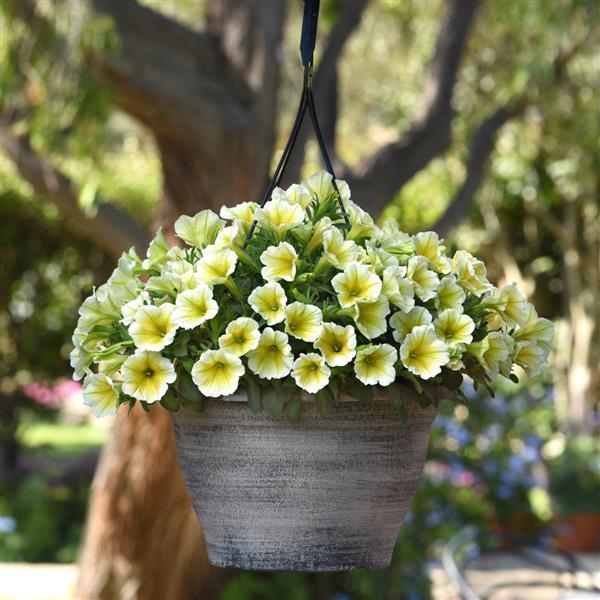 CannonBall™ Yellow Petunia - Basket