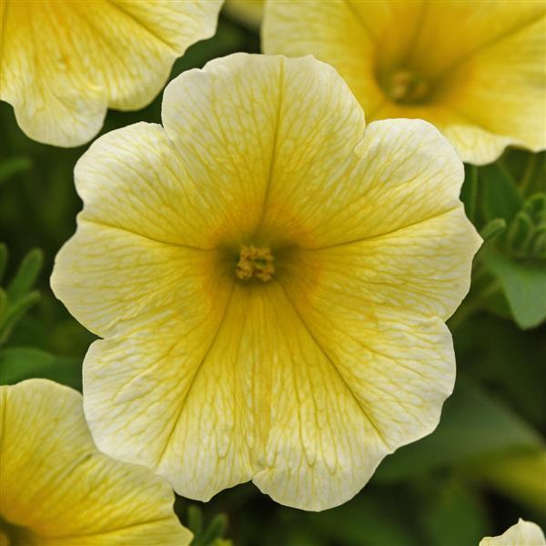 CannonBall™ Yellow Petunia - Bloom