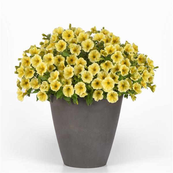 CannonBall™ Yellow Petunia - Container