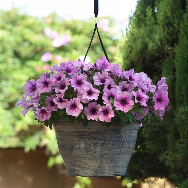 CannonBall™ Rose Vein Petunia - Basket