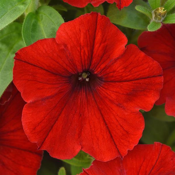 CannonBall™ Red 26 Petunia - Bloom