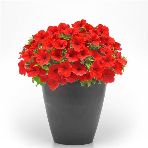 CannonBall™ Red 26 Petunia - Container