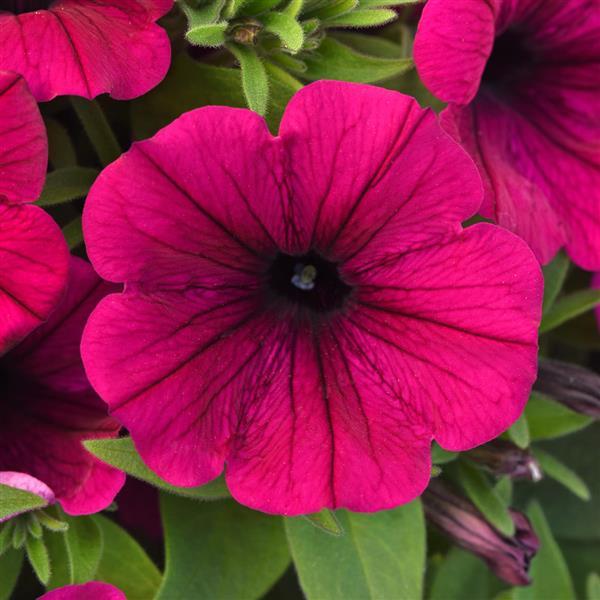 CannonBall™ Burgundy 26 Petunia - Bloom