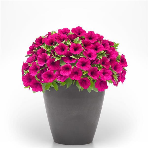 CannonBall™ Burgundy 26 Petunia - Container