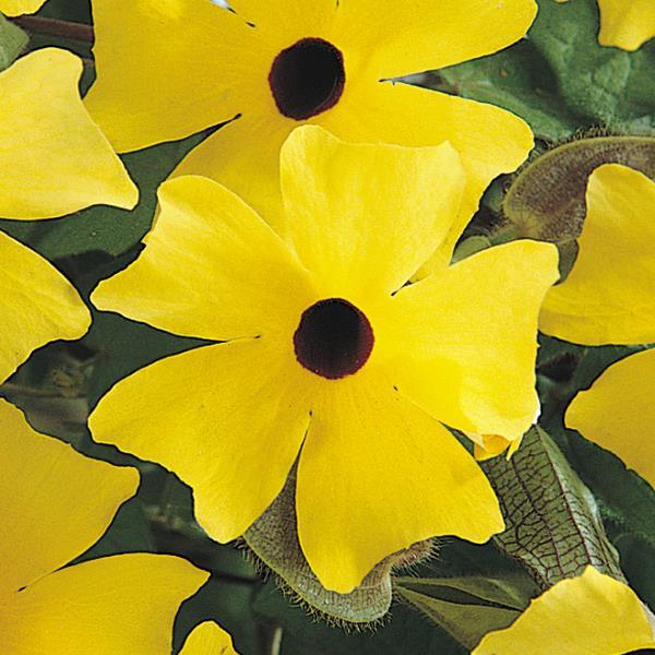 Sunny™ Lemon Star Thunbergia - Bloom
