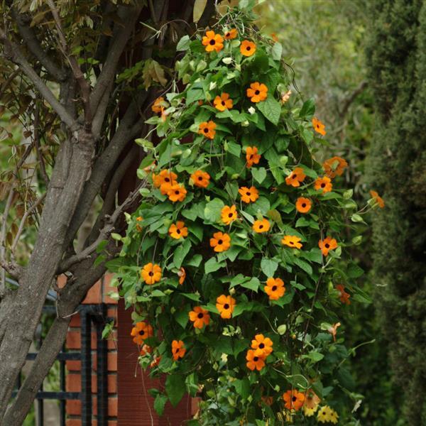 Sunny™ Orange Wonder Thunbergia - Basket
