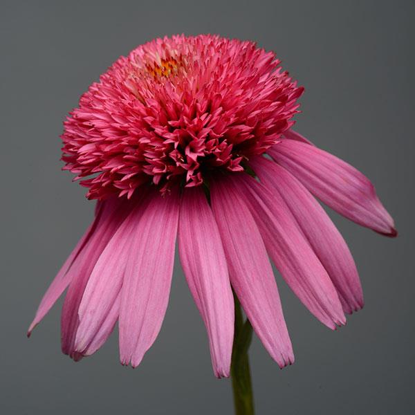 Echinacea Double Scoop™ Bubble Gum - Bloom