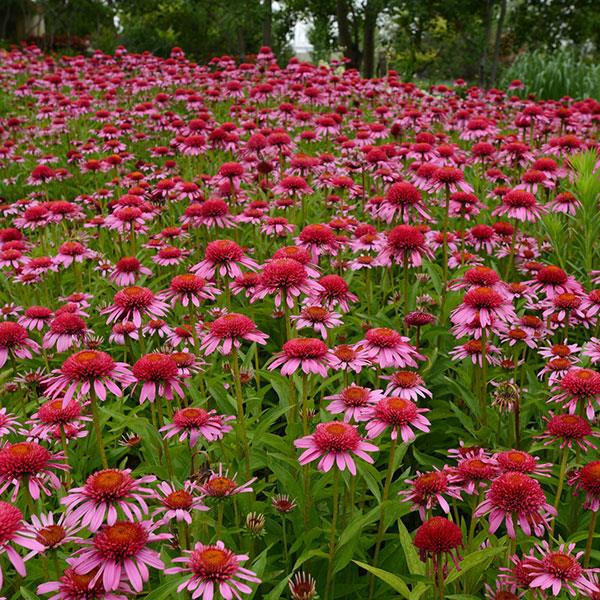 Echinacea Double Scoop™ Bubble Gum - Landscape
