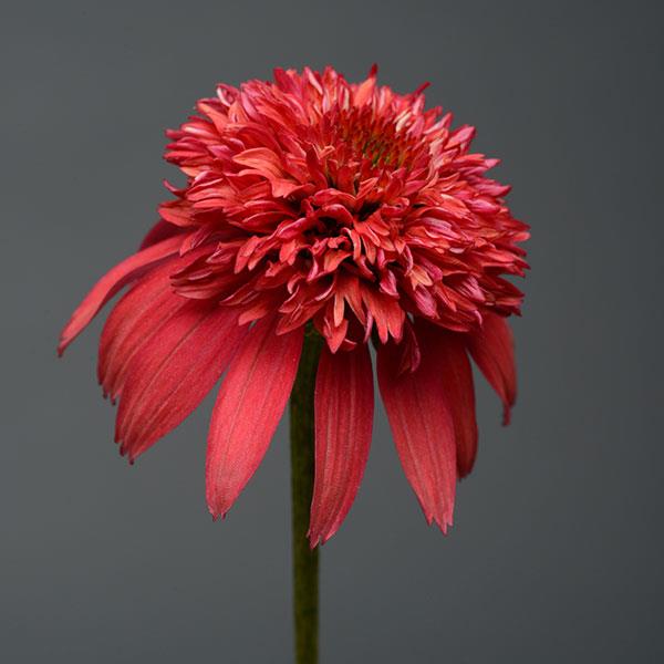 Echinacea Double Scoop™ Cranberry - Bloom
