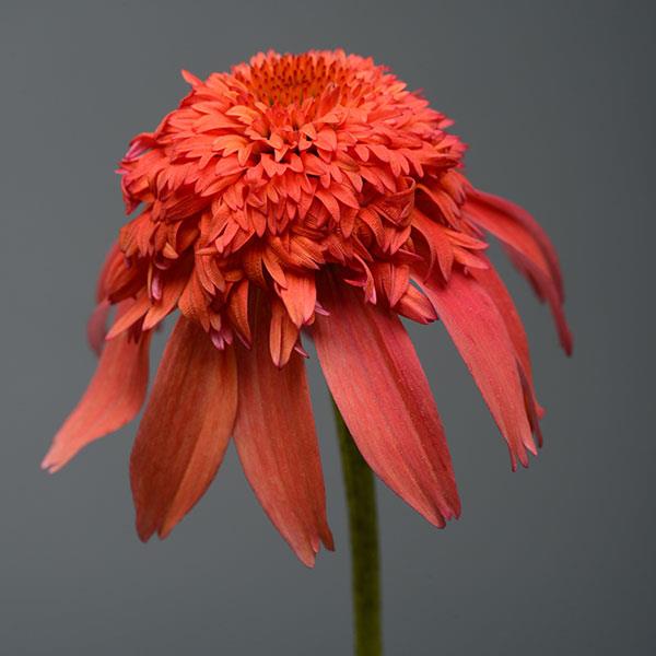 Echinacea Double Scoop™ Mandarin - Bloom