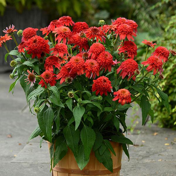 Echinacea Double Scoop™ Mandarin - Container