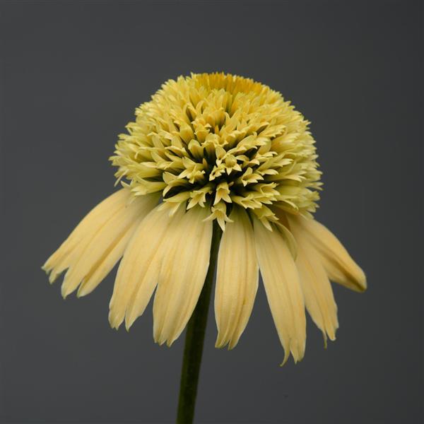 Echinacea Double Scoop™ Lemon Cream - Bloom