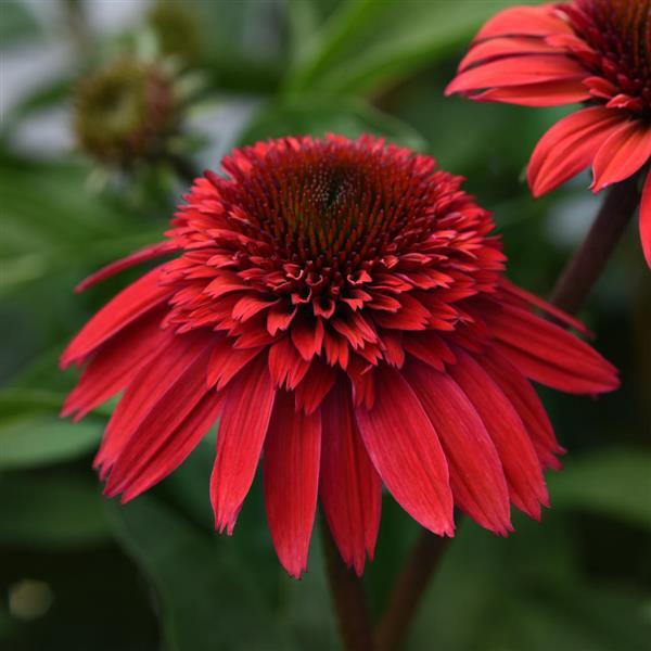 Echinacea Double Scoop™ Strawberry Deluxe - Bloom