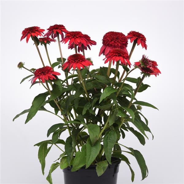 Echinacea Double Scoop™ Strawberry Deluxe - Container