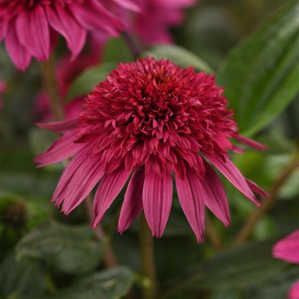 Echinacea Double Scoop™ Watermelon Deluxe - Bloom