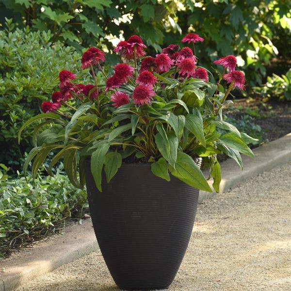 Echinacea Double Scoop™ Watermelon Deluxe - Container