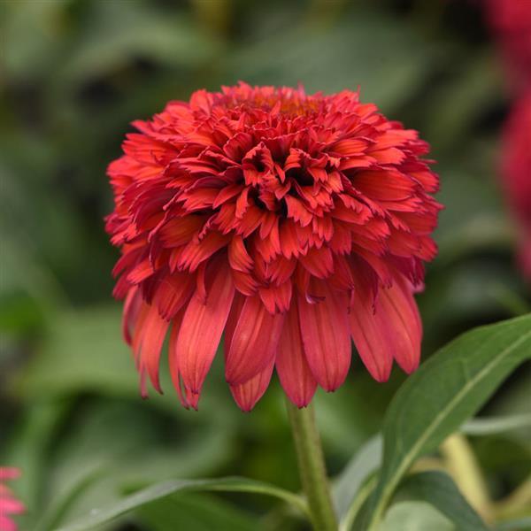 Echinacea Double Scoop™ Raspberry Deluxe - Bloom