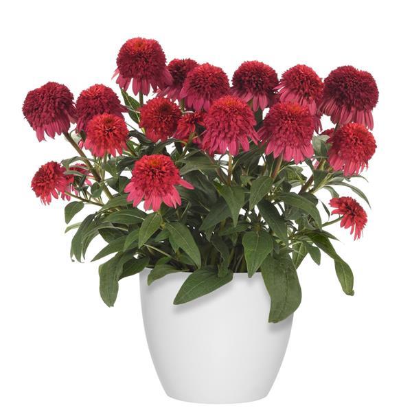 Echinacea Double Scoop™ Raspberry Deluxe - Container