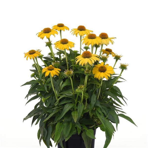 Echinacea Sombrero® Lemon Yellow - Container