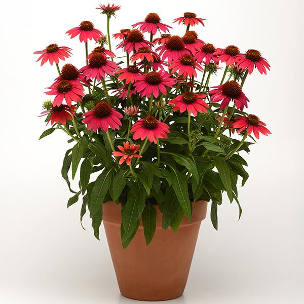 Echinacea Sombrero® Baja Burgundy - Container