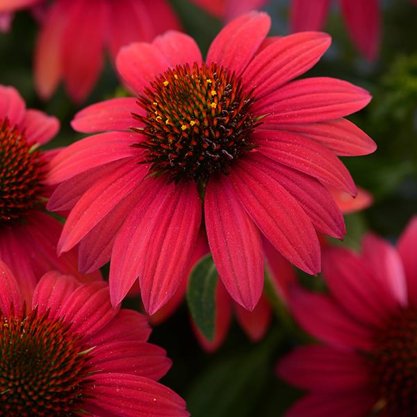 Echinacea Sombrero® Baja Burgundy - Garden