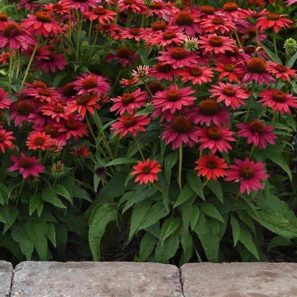 Echinacea Sombrero® Tres Amigos - Commercial Landscape 1
