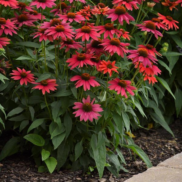 Echinacea Sombrero® Tres Amigos - Landscape