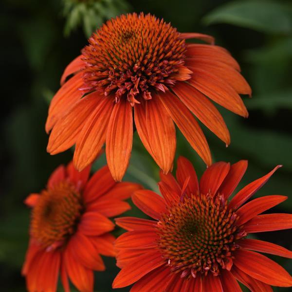Echinacea Sombrero® Fiesta Orange - Bloom