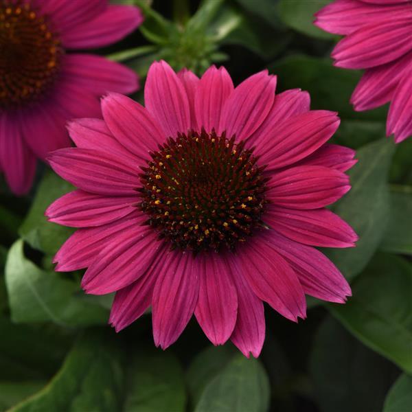 Echinacea Sombrero® Fuchsia Fandango - Bloom