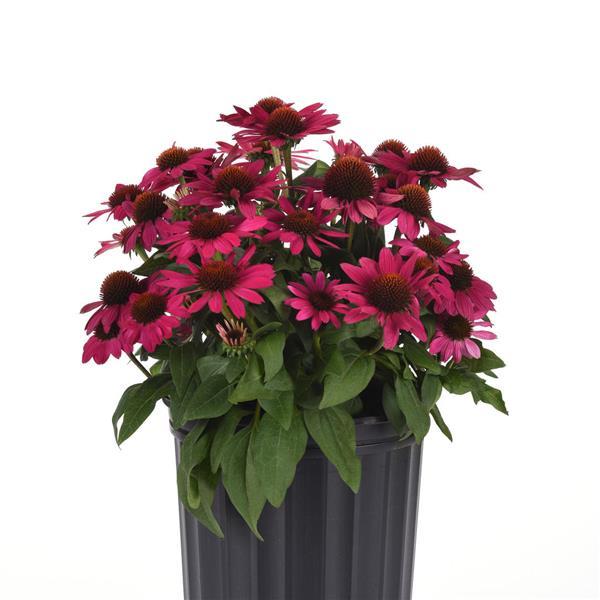 Echinacea Sombrero® Fuchsia Fandango - Container