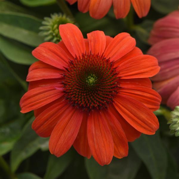 Echinacea Sombrero® Mandarin Mambo - Bloom