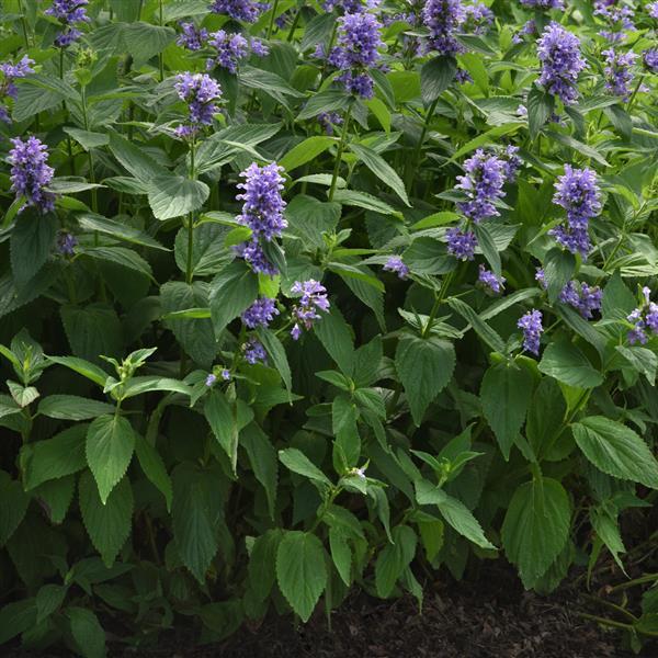 Nepeta subsessilis Prelude™ Blue - Landscape