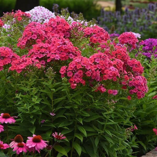 Phlox paniculata Ka-Pow® Pink - Landscape