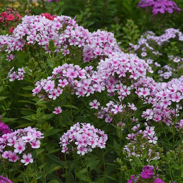 Phlox paniculata Ka-Pow® White Bicolor - Landscape