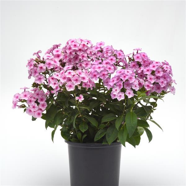 Phlox paniculata Ka-Pow® Soft Pink - Container