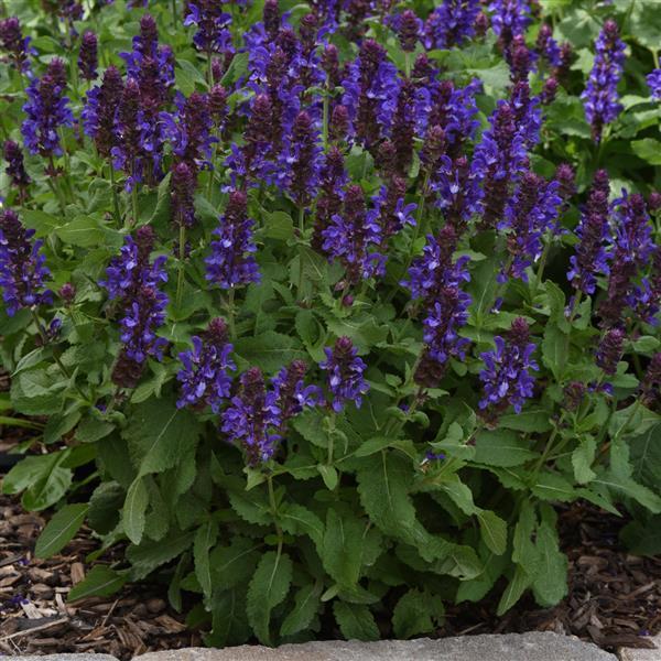Salvia nemorosa Marvel Blue - Landscape