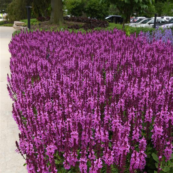 Salvia nemorosa Marvel Rose - Commercial Landscape 2