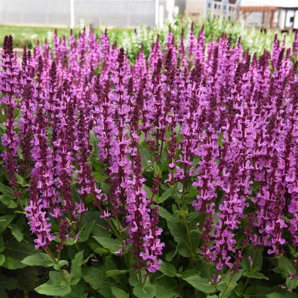 Salvia nemorosa Marvel Rose - Landscape