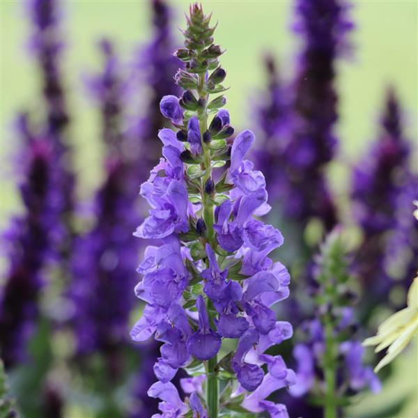 Salvia nemorosa Marvel Sky Blue - Bloom