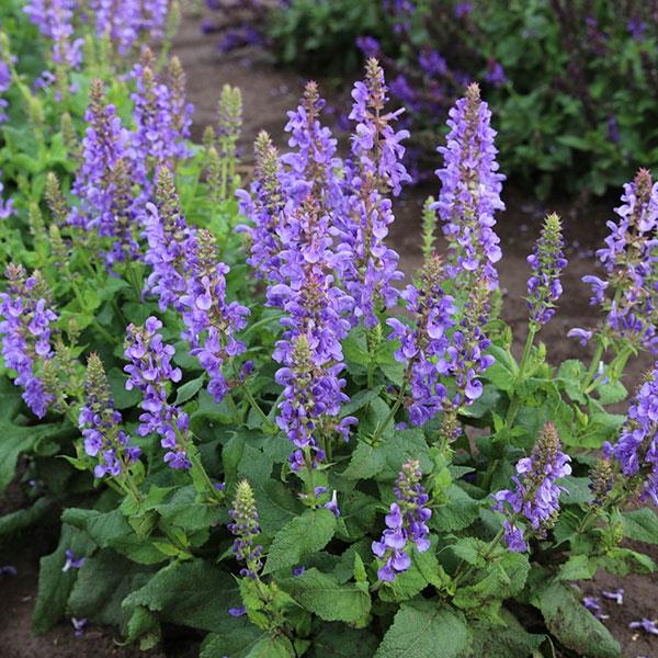 Salvia nemorosa Marvel Sky Blue - Landscape