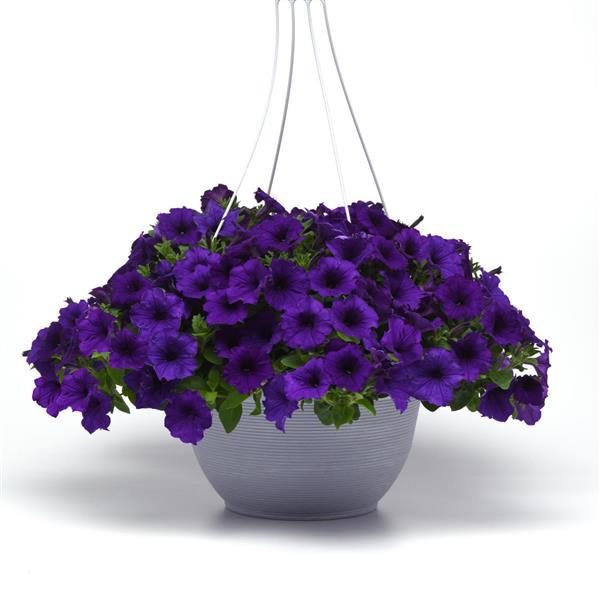Easy Wave® Blue Spreading Petunia - Basket